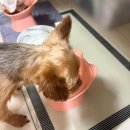 놀로! | 내돈내산 놀로 강아지 야채맛 퓨레 파우더 솔직 후기