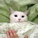 자장자장 이미지