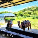 낙타 | 제주도 체험 낙타 트래킹 할인 소요시간 후기