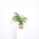 오스튜디오