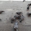 진가농장 이미지