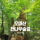 평창 월정사 팔각구층석탑 | 평창 오대산 월정사 전나무숲길 &amp; 팔각구층석탑, 완벽한 힐링 여행 코스