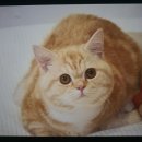 나만 없어 고양이 이미지