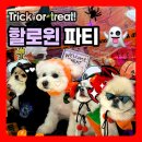 쉐이크테일 강아지 애견 유치원 호텔 미용 | [ 평택애견호텔 / 평택애견유치원 ] 쉐이크테일_Halloween party👻♥️