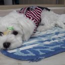 핫!Dog 이미지