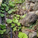 배꽃세탁 이미지