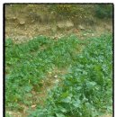 율동농장 이미지