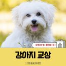 노원 바른 동물의료센터 이미지