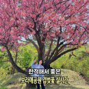 (주)조이핀 | '한적해서 좋다' 서울 겹벚꽃 명소 보라매공원 겹벚꽃 위치 실시간