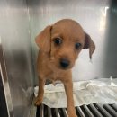 산타클라라동물병원 이미지