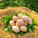 늘푸른유정란농장 이미지