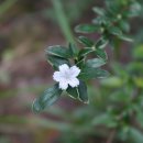 작은나무 이미지