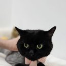 검은고양이 | [동작고양이미용] 공격적인 검은고양이 모모의 미용 후기