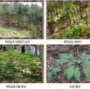 장뇌삼추천, 강원 백운농원 산양산삼이란