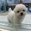 상아펫케어 | 용인애견분양 전문 펫아미, 브리더의 노하우와 평생 케어로 건강한 반려견을 만나세요!