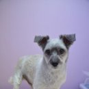 정다운애견미용 이미지