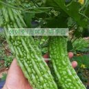 뚝심농장 이미지