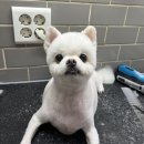 아프지말게 동물병원 네이버블로그