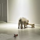 의정부 애견호텔 SM펫살롱 이미지