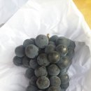 통통과일 이미지