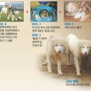 정자로 이미지