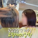광교중앙역 미용실 유월애미장원 애쉬브라운 염색 인영디자이너 후기