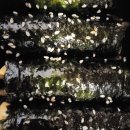 대박꼬마김밥 이미지