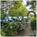 팜카밀레 | 태안 팜카밀레 수국축제 방문 후기