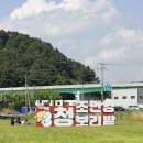 연지바이올린 | 고창까지 갈 필요 없는 김해 조만강 청보리밭, 주차 꿀팁 및 개화 상황