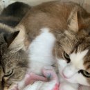 [서울/마포]고양이 치아흡수병변(FORL) 수술을 위해 방문한 하이디 동물 치과 전문 병원 초진 후기