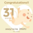 12월 / 30-31주 임산부, 크리스마스, 결혼 1주년, 강아지 이동가방