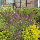 문래동 꽃밭정원 이미지