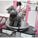 로미 펫 살롱 이미지