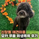 모카애견 | 신창동 애견미용 9살 모카 푸들 위생목욕 후기
