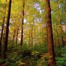 맑은나라 이미지