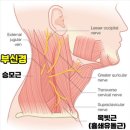 플레이짐 죽전점 | [보정동 pt/죽전pt, 힐링팩터짐] 50대 회원님 수업 후기.