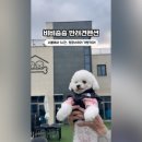 비비&숑숑 반려견펜션 이미지