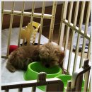 베이비몽 강아지분양 인천청라점 | 베이비몽 강아지분양 인천청라점에서 만난 강아지 미용 테이블 이야기