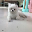 팽성유치원 이미지