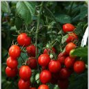 용산농장 이미지