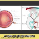 뇌의 시각 인지 메커니즘과 화학 기전 이미지