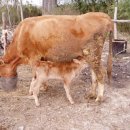 경주리(이성조) 한국에 다니러 갑니다. 이미지