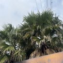그레이스퀸 | 여행기록, 제주여행 마지막날🌿 / 그레이스힐링 숙소후기