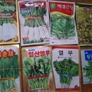 (나눔완료) 열무 , 알타리 , 춘채 , 근대 ,청오크 , 유채 ,씨앗 이미지