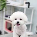 강실장펫살롱 이미지