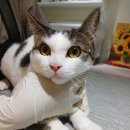 예뻐질고양 이미지