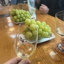 샤인유치원 | 우아미와이너리에서 즐긴 샤인머스켓 와인 클래스 체험후기