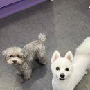 휘게 펫케어 이미지