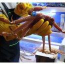 구룡포대게 이미지