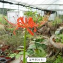 들꽃나라 이미지